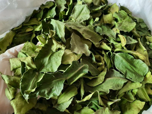 Vente en gros d'extrait de feuilles de kaffir citron vert en poudre feuilles du Vietnam - Product Image 5