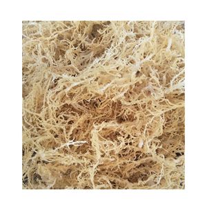 สาหร่าย Eucheuma cottonii สาหร่ายทะเลมอสเซนต์ลูเซียจาก2025 - Product Image 3