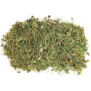 Fourniture en grande quantité de feuilles de centella à ombelle originales feuilles exportées directement des fermes vietnamiennes - Product Image 1