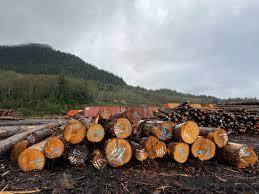 Cypress <b>Logs</b> for Sale Buy Cypress <b>Logs</b> Cypress Timber <b>Logs</b> - Product Image 4