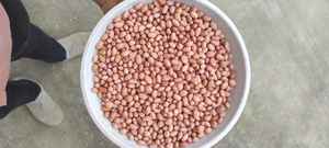 Exportación de cacahuetes de procesamiento crudo de estilo seco orgánico de alta pureza para confitería y producción de mantequilla de maní-suministro al por mayor - Product Image 5