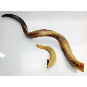 Shofar de Cuerno de Carnero de Primera Calidad, Shofar Natural para Tocar en Rosh Hashaná, Shofar Kosher de Primera Calidad, Cuerno de Carnero Pulido - Product Image 5