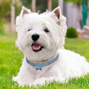 Luxury <b>Dog</b> <b>Collar</b> Strass Diamond Light Collier Diamant En Strass for Luxury Pets Featuring Satin Leather Nylon PU Silicone - Product Image 5