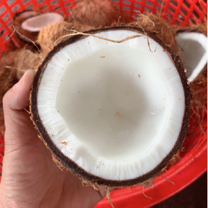 Noix de coco séchée à Hainan - Product Image 5