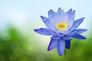 Thé de fleur de Lotus égyptien de qualité supérieure, fleur séchée de Lotus bleu thé de fleur entière sans caféine tisane violette de Lotus 100%
