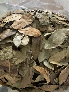 Feuilles de corossol séchées du Vietnam, idéales pour les infusions quotidiennes, distribution en gros et approvisionnement mondial de produits de boissons - Product Image 6