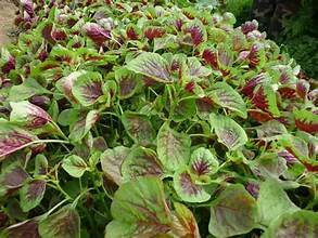 PURA HOJA DE AMARILLO CONGELADA NATURAL A BASE DE PLANTAS APOYO INMUNE ETIQUETA LIMPIA SUPERALIMENTO VEGETAL - Product Image 3