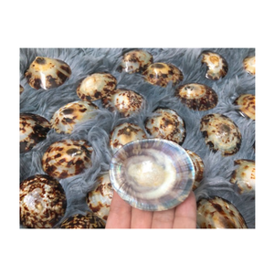 Coquillages Polis Coquillages Naturels-Accessoires Pendentifs-Patella Vulgata Craft Sea Shell du Vietnam avec la meilleure offre - Product Image 2