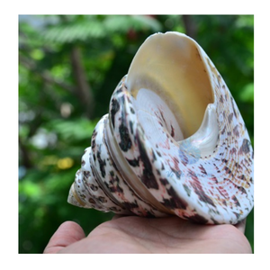 Conchas marinas finamente seleccionadas con detalles intrincados, perfectas para arte único con temática costera y artesanías hechas a mano - Product Image 6