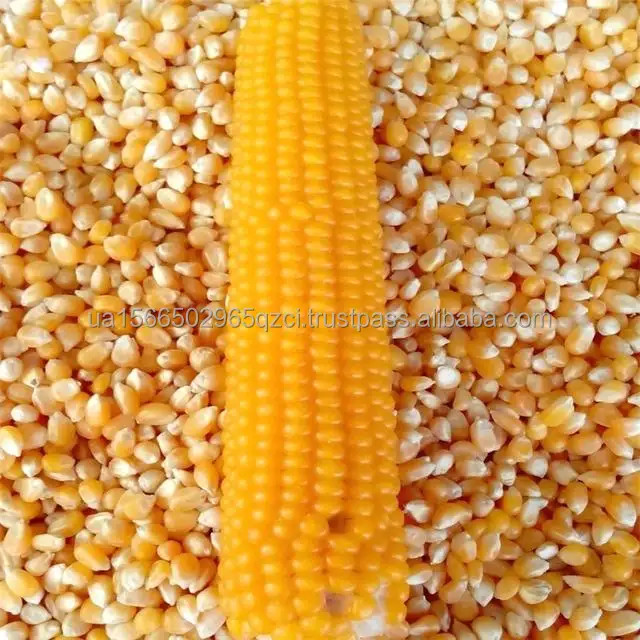 Желтая Кукуруза/желтая кукуруза для потребления человеком без ГМО Желтая Кукуруза/желтая кукуруза для корма для животных попкорн