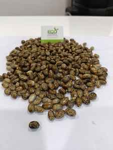 Une roulette de haricot d'exportation d'Eco de catégorie avec la couleur brune de teneur en huile 50% - Product Image 4