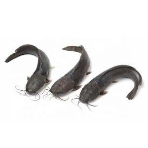 Poisson-chat congelé ou poisson-chat en vrac entier rond africain congelé à vendre - Product Image 1