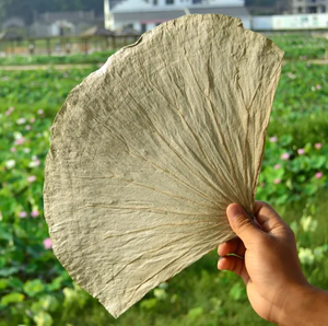 Feuilles de lotus séchées Saveur unique Feuilles de lotus séchées Viet Nam Faire du thé Cuisson des herbes Application dans les deux feuilles de lotus culinaires - Product Image 2