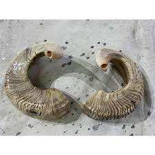 Shofar traditionnel en corne de bélier naturelle pour Rosh Hashanah et Yom Kippur, casher, écologique, décoration de fête, poli et à bas prix - Product Image 5