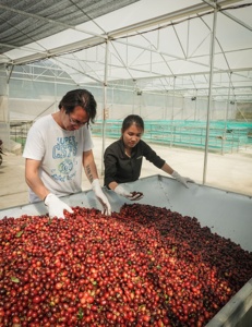 Precio negociado NUEVO CULTIVO Robusta Café en grano verde Café vietnamita de alta calidad-HANCOFFEE Plant Central Highlands Areas - Product Image 4