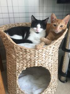 เตียงแมวทอมือสำหรับสัตว์เลี้ยงที่นอนสุนัขธรรมชาติ odm/oem บ้านแมวบ้านผักตบชวาผลิตจากเวียดนาม - Product Image 5