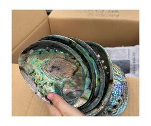 Piedras preciosas de concha de abulón de alta calidad para un estilo festivo Celebrar con la belleza de la naturaleza-Piedras de concha de abulón - Product Image 2