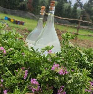 Eau de Géranium Biologique Hydrolat Floral Nourrissant Sans Alcool pour le Corps Toutes Peaux Féminines - Product Image 5