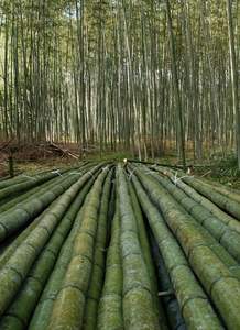 99 GD วัสดุเสาไม้ไผ่โรงงานเวียดนามคุณภาพสูงพร้อมขนาดที่กําหนดเอง - จัดหาผลิตภัณฑ์วัสดุไม้ไผ่ - Product Image 3