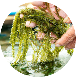 Raisins de mer Caviar vert MEILLEUR PRIX DES RAISINS DE MER déshydratés // RAISINS DE MER SECS DU VIETNAM/Mariné dans l'eau salée - Product Image 1