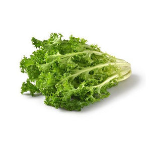 Chicorée d'endives de qualité supérieure: les espèces de légumes à feuilles amères les plus vendues pour la vente en gros et en vrac - Product Image 1