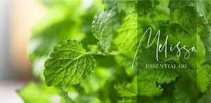 Fabricante Mayorista de Absoluto de Melissa 100% Puro y Natural, Absoluto de Melissa de Grado Premium Asequible de la India - Product Image 5