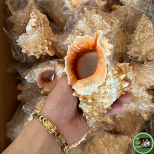 Conchas Decorativas de Vietnam Hechas con Conchas Naturales Seleccionadas para Decoración del Hogar y Proyectos de Diseño - Product Image 6