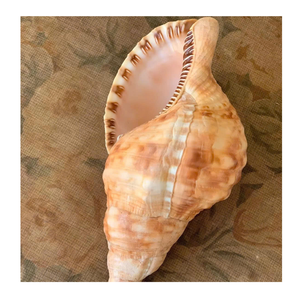Trompette Triton Shell pour le style intérieur et l'artisanat d'art du Vietnam Fabricant 99 Gold Data Trompette Triton Shell - Product Image 4
