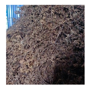 Vente en gros de feuilles de gelée d'herbe noire qualité vietnamienne authentique à des prix abordables - Product Image 2