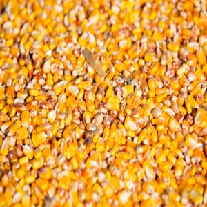 ข้าวโพดแห้งเกรด 1 สีเหลืองธรรมชาติ ไม่ใช่พืช GMO บริสุทธิ์ 100% เหมาะสำหรับบริโภคของมนุษย์และอาหารสัตว์ ผลิตจากอินเดีย มีจำหน่าย - Product Image 1