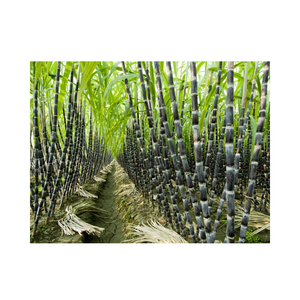 Palo de caña de azúcar congelado jugoso y dulce para bebidas frescas - Product Image 4