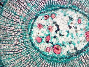 Microscope biologique optique d'infini BS-2036D de Bestscope pour des applications de laboratoire, d'éducation d'université, médicales et de recherches - Product Image 4