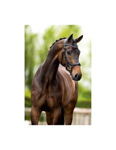 Brida Ecuestre de Cuero de Alta Calidad, Juego Completo de Resistencia, Incluye Cabestros de Nailon y PVC - Product Image 3