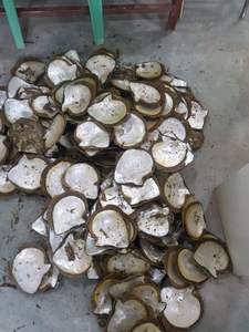 เปลือกหอยมุกที่สวยงาม: คุณภาพที่เหนือกว่าราคาไม่แพงเหมาะสำหรับการทำเครื่องประดับและงานฝีมือตกแต่ง - Product Image 5