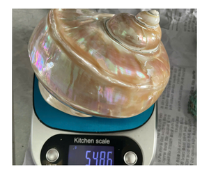 Concha de mar natural pulida Twinkle Turbo Seashell para artesanía Ocean Beach Decor joyería de boda - Product Image 5