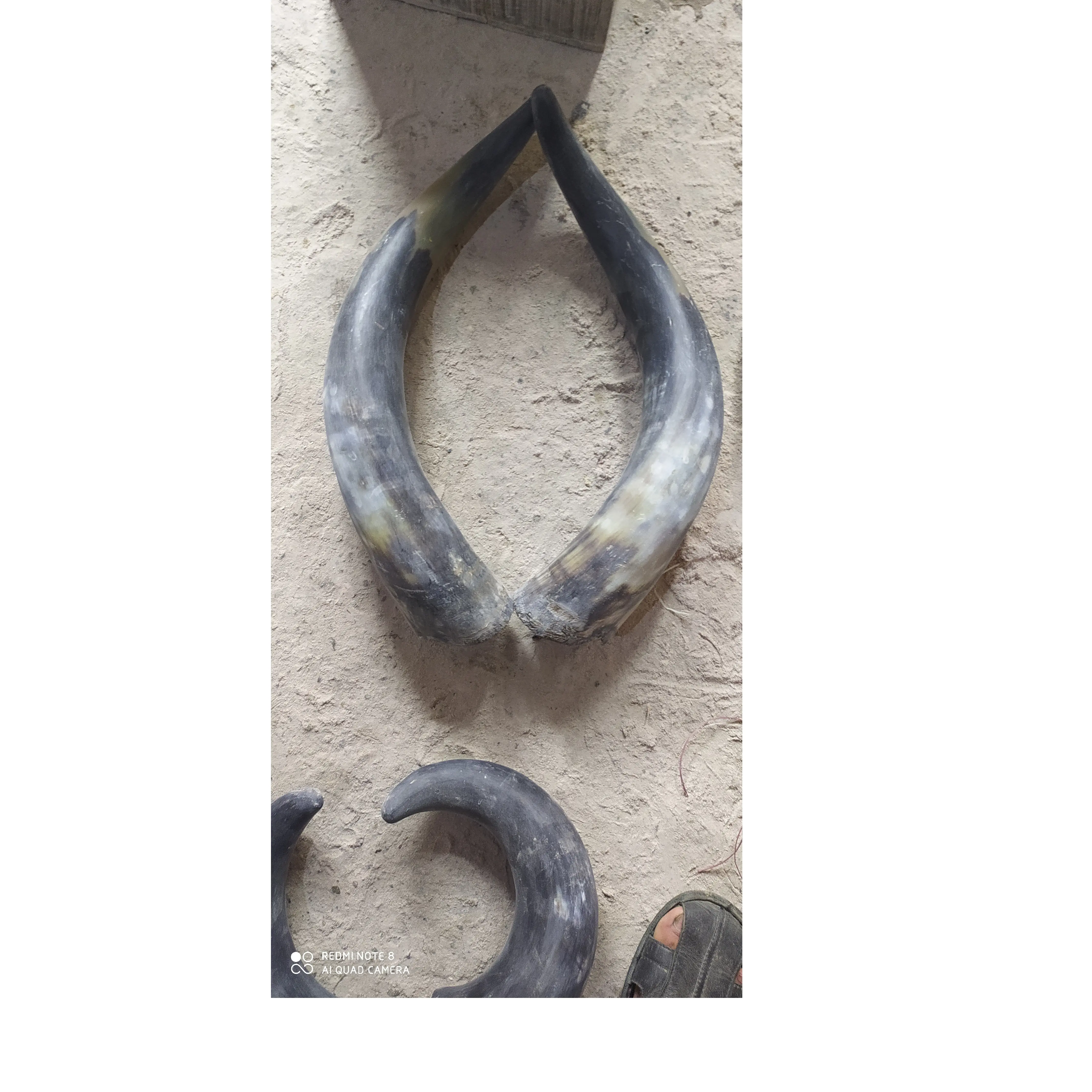 Wholesale buffalo pair horn manufacture cow & Ox bull pair horn long size 100% real color for home decor use