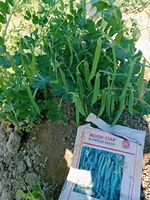 Graines de pois Super Climax, marque Moon Star, pureté 99%, germination 85%, origine Pakistan