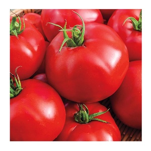 Tomate Fresco con Carne de Res a Precio de Oferta |   Tomates Frescos Orgánicos al por Mayor - Product Image 3