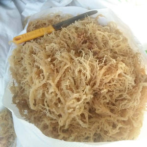 Algas marinas naturales Cottonii de Vietnam Fuente marina seca ecológica Algas marinas Cottonii naturales Exportación directa al por mayor de Vietnam - Product Image 1