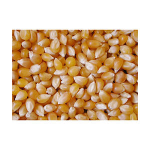 Maíz amarillo dulce/no GMO, maíz amarillo a granel, fabricante de Tailandia, venta al por mayor para la exportación, 2020 - Product Image 5