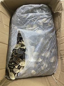 Conchas de Caracol de mariscos secos, conchas de Caracol opercuum/LAMBIS MUREX, venta directa y al por mayor - Product Image 5