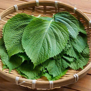 Perilla limpia de Vietnam: Granja-Calidad fresca, estándares globales - Product Image 2