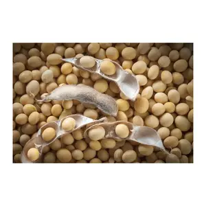 Biji kedelai kuning alami dan non-gmo Brasil/Kacang kedelai/Kacang kedelai kualitas tinggi
