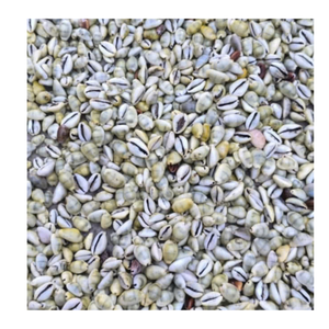 Cowrie Shell en couleurs naturelles assorties pour les projets d'artisanat et de design de 99 Gold Data Vietnam Cowrie Shell - Product Image 6