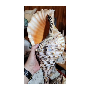 Abastecimiento sostenible de Triton y Conch Shells de tamaño personalizado: Triton y Conch Shells - Product Image 6