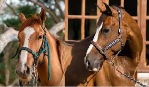 Halter de cuero personalizable de diseño de moda, cristal blanco y negro, duradero, 100% de cuero genuino, superventas, accesorio para montar a caballo - Product Image 6