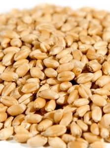 Blé naturel concassé/Dalia (blé brisé) riche en fibres, provenant de l'Uttar Pradesh, idéal pour les régimes alimentaires sains, pour la préparation de bouillies/Upma/Khichdi, en vente - Product Image 5