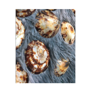 Limpet Pulido SeaShell MOQ 50 PCS-Conchas marinas naturales-Accesorios colgantes-Patella Vulgata Craft Sea Shell - Product Image 5