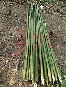 Bambú seco crudo a granel respetuoso con el medio ambiente vietnamita para arquitectura de paisaje natural al aire libre productos agrícolas sostenibles - Product Image 3