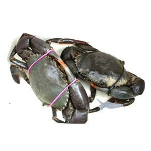 Soft <b>Shell</b> <b>Crab</b> Supplier, Soft <b>Shell</b> <b>Crab</b> Distributor, <b>Crab</b> Farming Belgium - Product Image 4